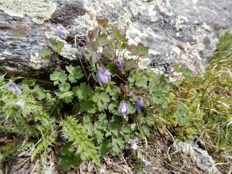 Aquilegia saximontana    