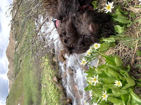 Asa Gray in the field with Caltha leptosepala 