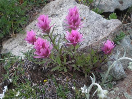 Castilleja haydenii