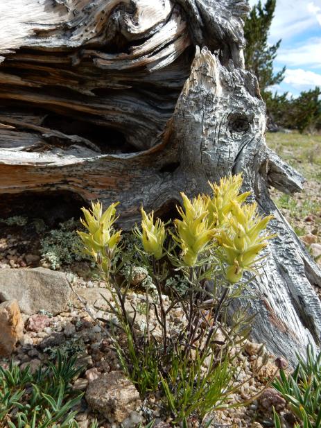 Castilleja puberula     