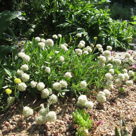 Eriogonum coloradense 