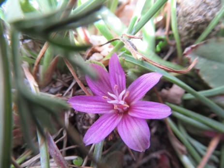 Lewisia pygmaea. Photo by Amy Schneider