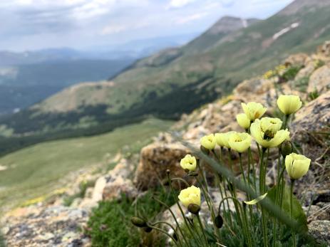 PPapaver radicatum subsp. kluanense, the only native poppy in the state of Colorado