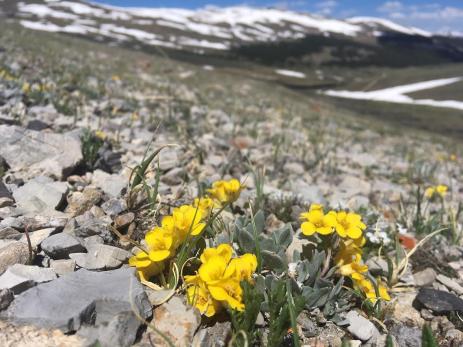 Physaria alpina on Weston Pass