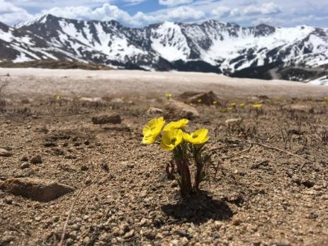 Ranunculus adoneus blooming on Loveland Pass. Photo : Alex Seglias