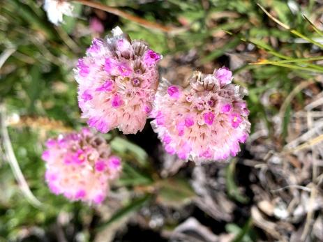 Sea-Pink (Armeria maritima subsp. sibirica), 