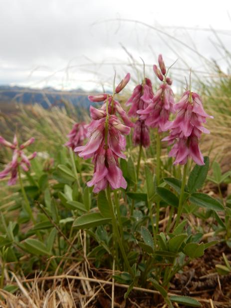 Trifolium brandegeei