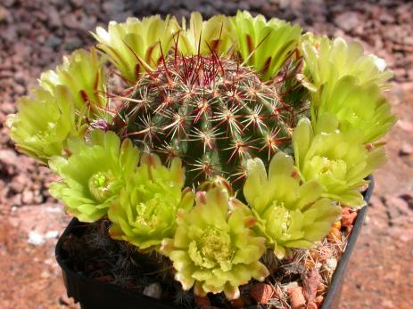 Echinocereus viridiflorus