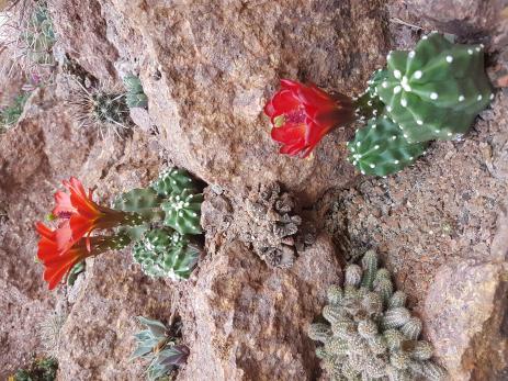 Echinocereus triglochidiatus var. mojavensis forma inermis