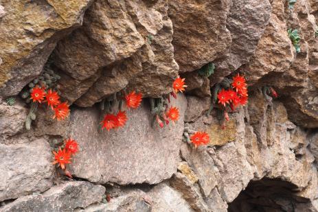 Lobivia silvestrii blooms in June in protected crevices 