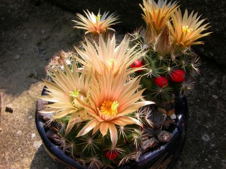 Escobaria missouriensis blooms with the fruits from the year before still present