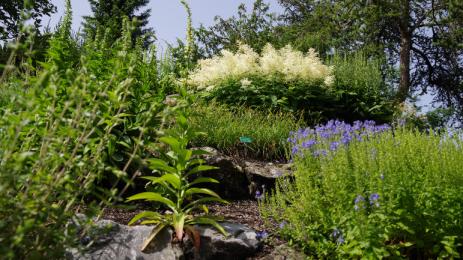 Teucrium, Digitalis and Veronica help the great plumes of Aruncus to show off in the European garden.  