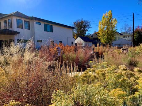 The slow burn of autumn in November 2021 with  contrasts of Schizachyrium scoparium ‘Twilight Zone’ and Symphyotrichum lateriflorus ‘Lady in Black’