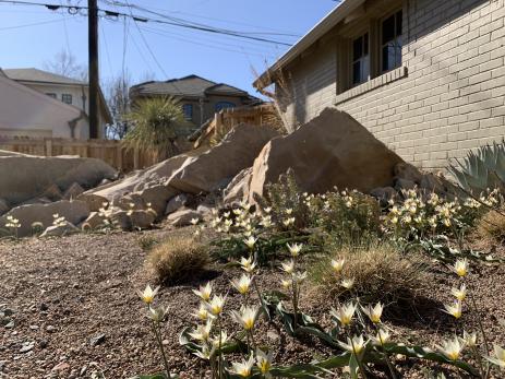 Tulipa turkestanica in April, 2021