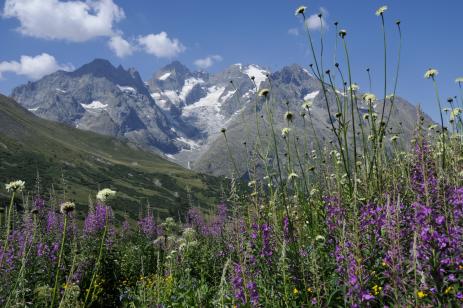 La Meije with fireweed (Epilobium angustifolium) and  Cephalaria gigantea in the foreground