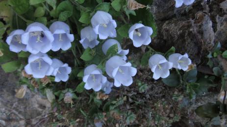 Campanula incurva