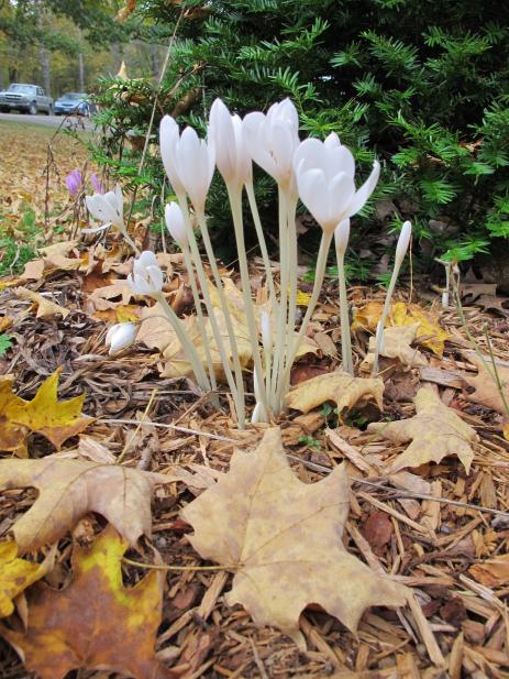 Colchicum autumnale ‘Album’