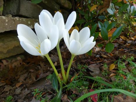 Colchicum speciosum ‘Album’