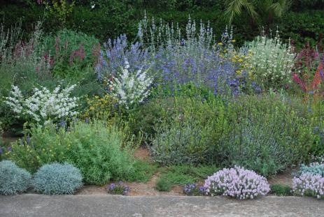 The garden in bloom