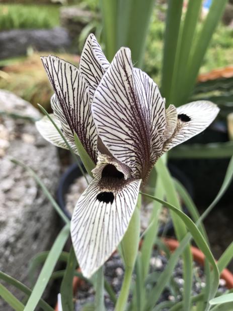 Iris acutiloba subsp. lineolata