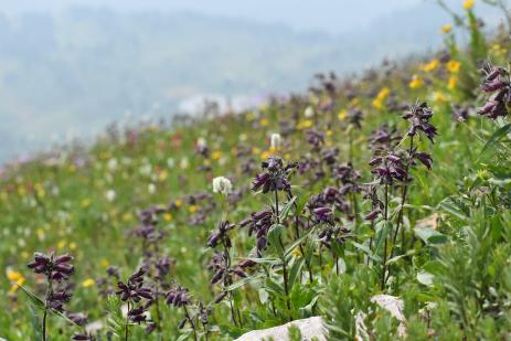 Alpine meadows on Indian Trail Ridge