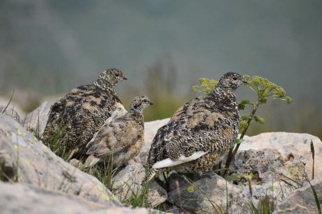 White-tailed ptarmigan (Lagopus leucurus)