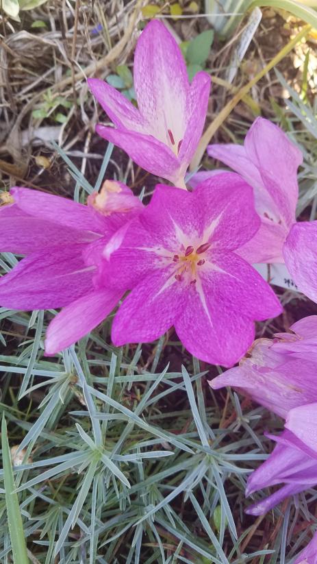 Colchicum ‘Glory of Heemstede'