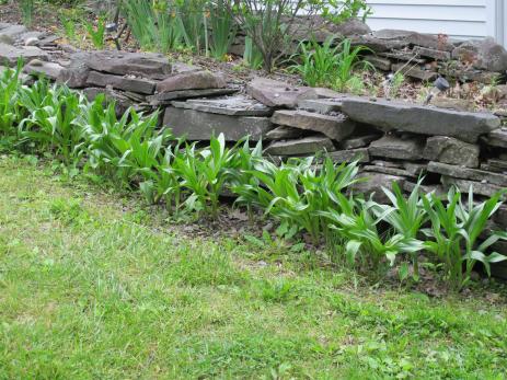 Colchicum foliage