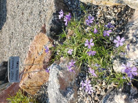 Phlox ‘Violet Pinwheels’