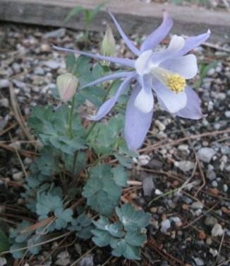 Aquilegia scopulorum  