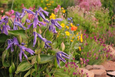 Clematis integrifolia