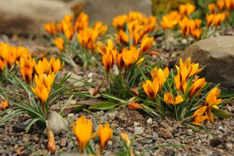 Crocus ‘Orange Monarch'