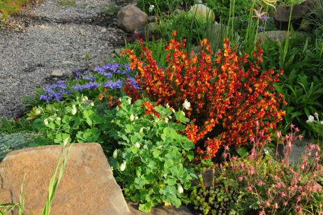 Cytisus  ‘Lena’