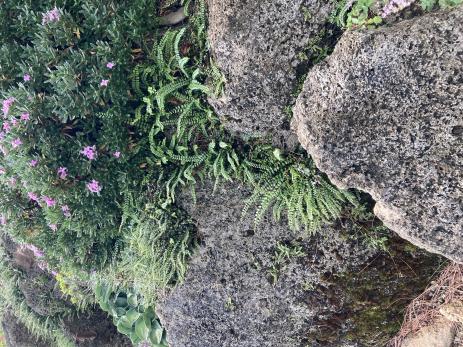 Daphne growing in tufa 