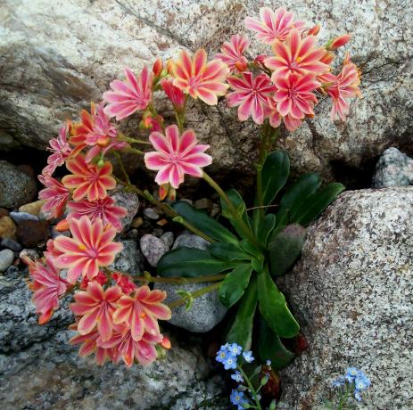 Lewisia cotyledon ‘Regenbogen’