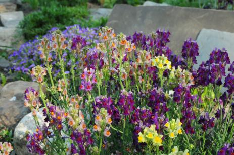 Linaria aeruginea