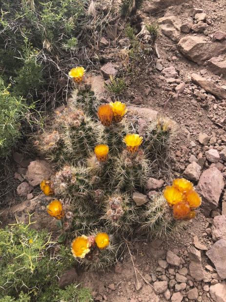 Austrocactus coxii