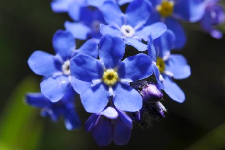 Myosotis alpestris                      