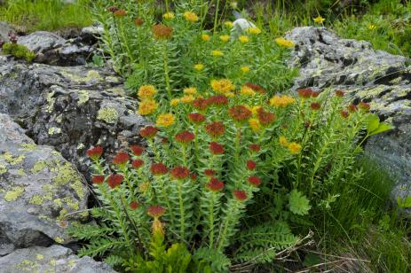 Rhodiola rosea