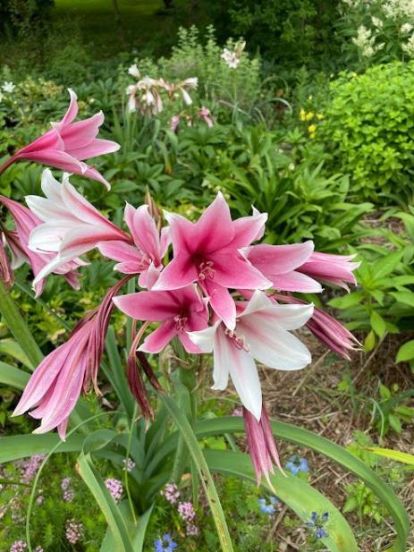 Crinum bulbispermum