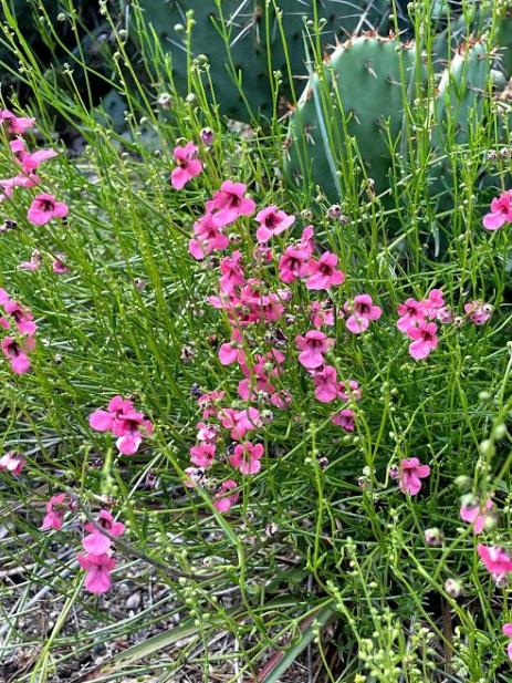 Diascia integerrima