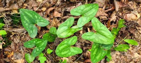 Asarum arifolium