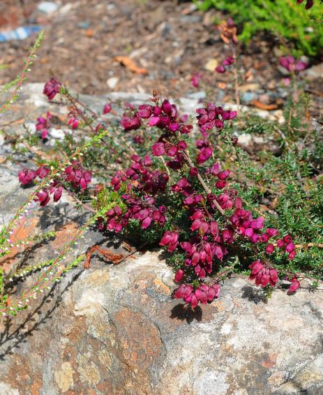 Erica cinerea ‘Velvet Night’