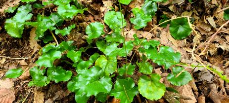 Galax urceolata with ruffled, glossy leaves