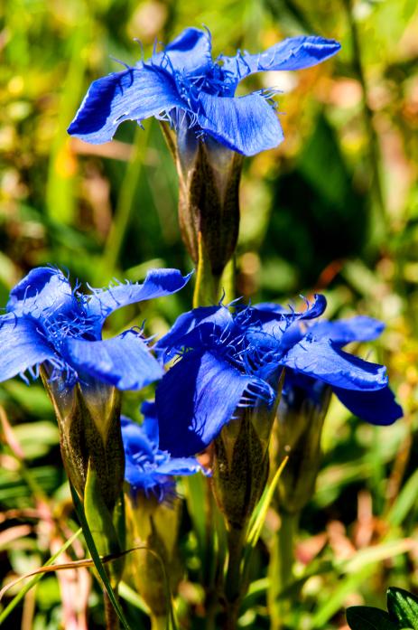 Gentiana ciliata   