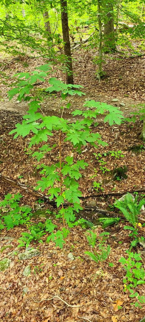 Hydrangea quercifolia growing as an understory tree