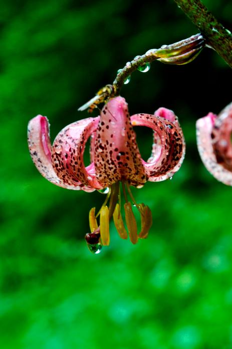 Lilium martagon