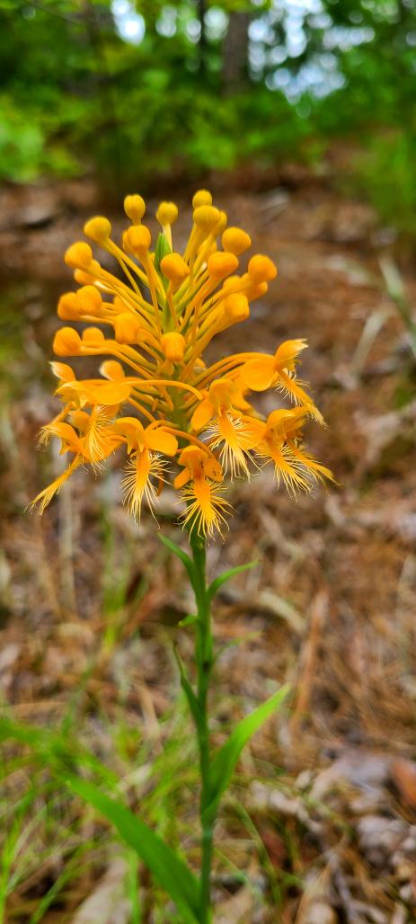 Yellow fringed orchid (Platanthera ciliaris)