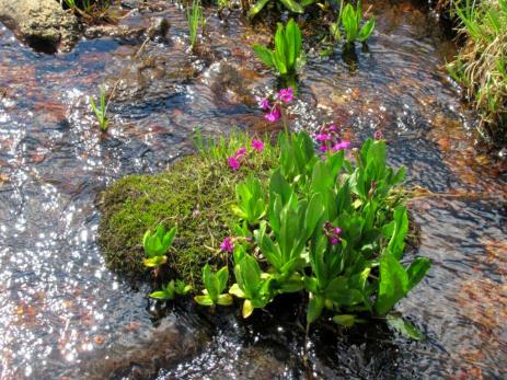 Primula parryi