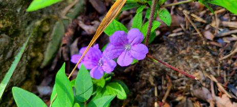 Ruellia sp